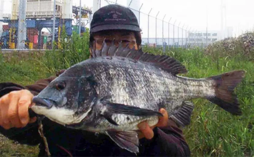 岸壁でのウキダンゴ釣りで53cm『年無し』クロダイ浮上【三重・霞ケ浦ふ頭】