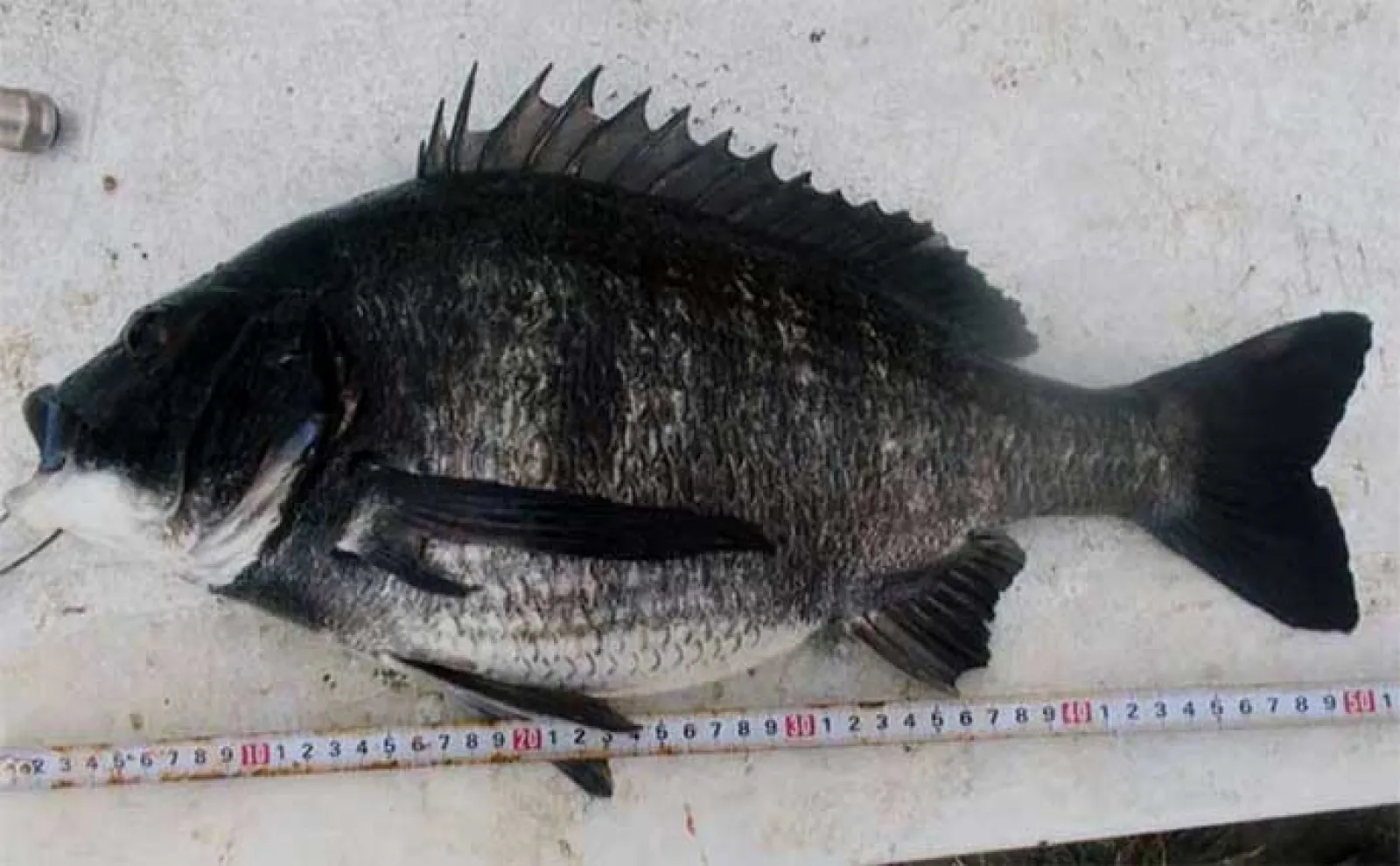 岸壁でのウキダンゴ釣りで53cm『年無し』クロダイ浮上【三重・霞ケ浦ふ頭】