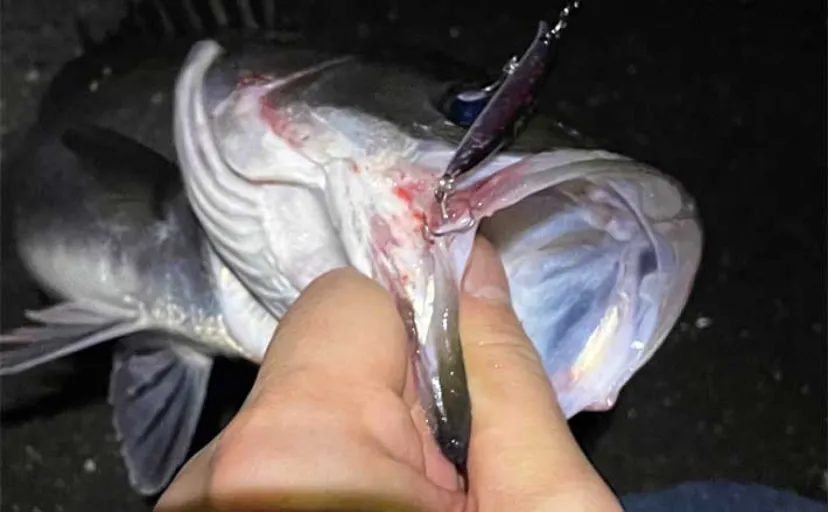 春にバチを食す魚たち　ボラだらけの海でシーバスを狙い撃つ2つの方法