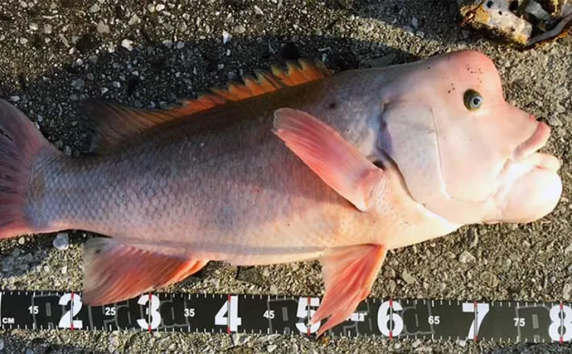 人気急上昇中！コブダイ狙いの『かぶせ釣り』入門　【タックル・エサの付け方を解説】