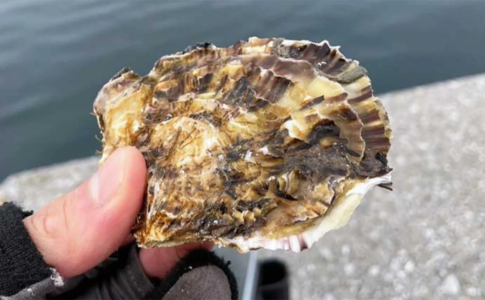 人気急上昇中!コブダイ狙いの『かぶせ釣り』入門 【タックル・エサの付け方を解説】