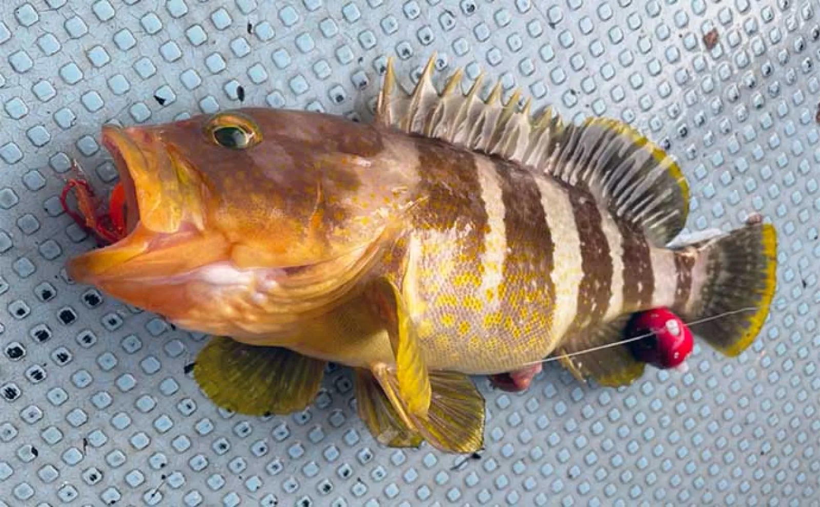 沖のルアー五目釣りでマダイにアオハタにヤリイカなど多彩魚種登場【北九州・新漁丸】