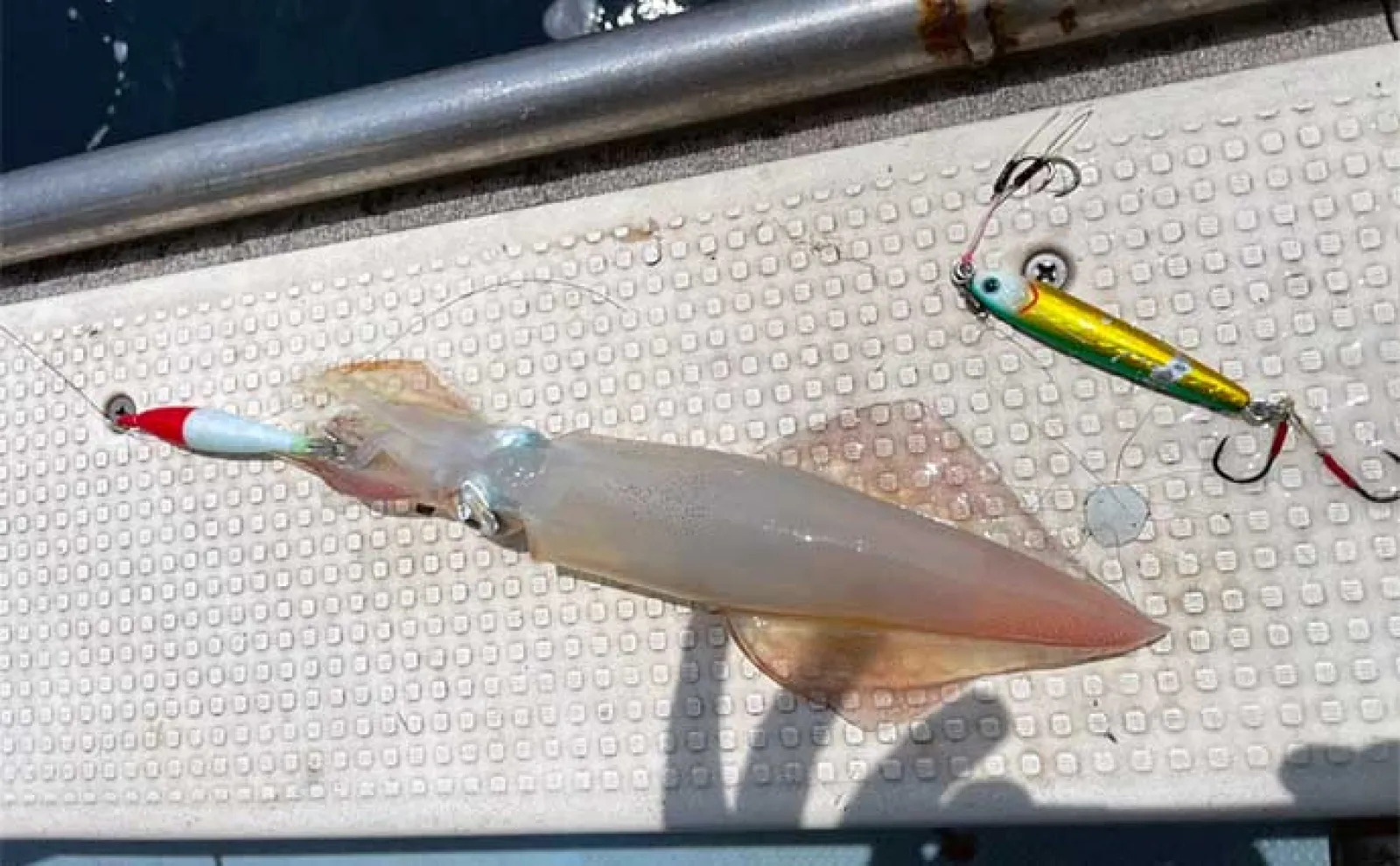 沖のルアー五目釣りでマダイにアオハタにヤリイカなど多彩魚種登場【北九州・新漁丸】