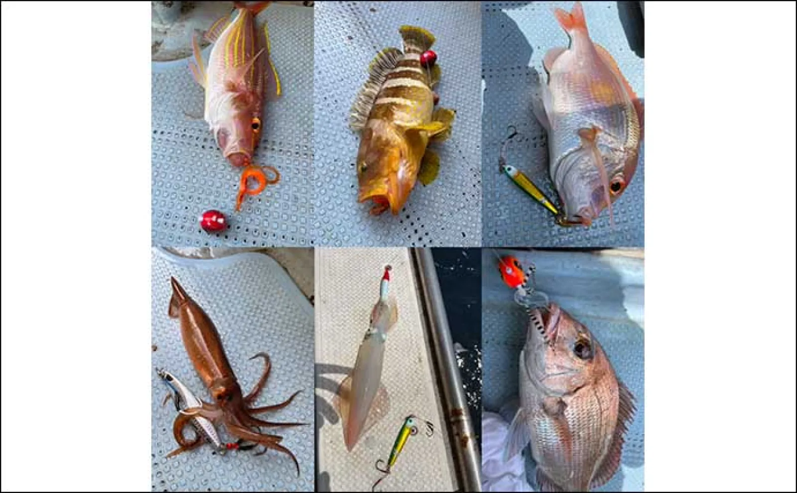沖のルアー五目釣りでマダイにアオハタにヤリイカなど多彩魚種登場【北九州・新漁丸】