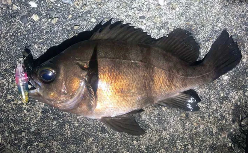 都市部に多い【シロメバルの生態と釣り方】 アカ・クロメバルより美味しい？