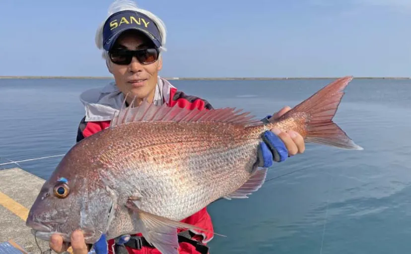 堤防カゴ釣りで64cmマダイ浮上【新潟・直江津港】ゲストにクロダイとイナダも