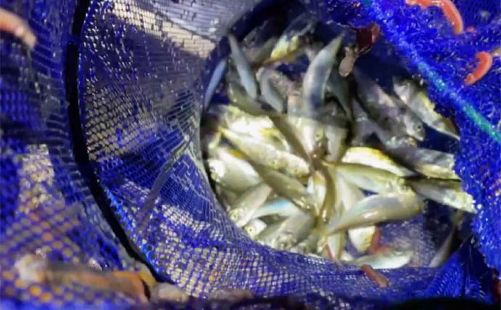 夜の堤防サビキ釣りでアジ3桁釣果【愛知・常滑港】エギングではヒイカもゲット