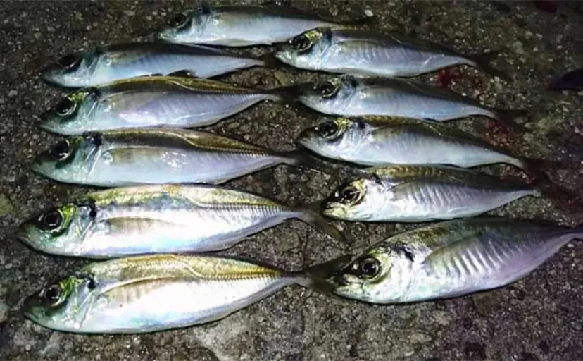 サビキ釣り釣果をアップする【マル秘テクニック5選】 サビキ釣り特有のマナーも解説