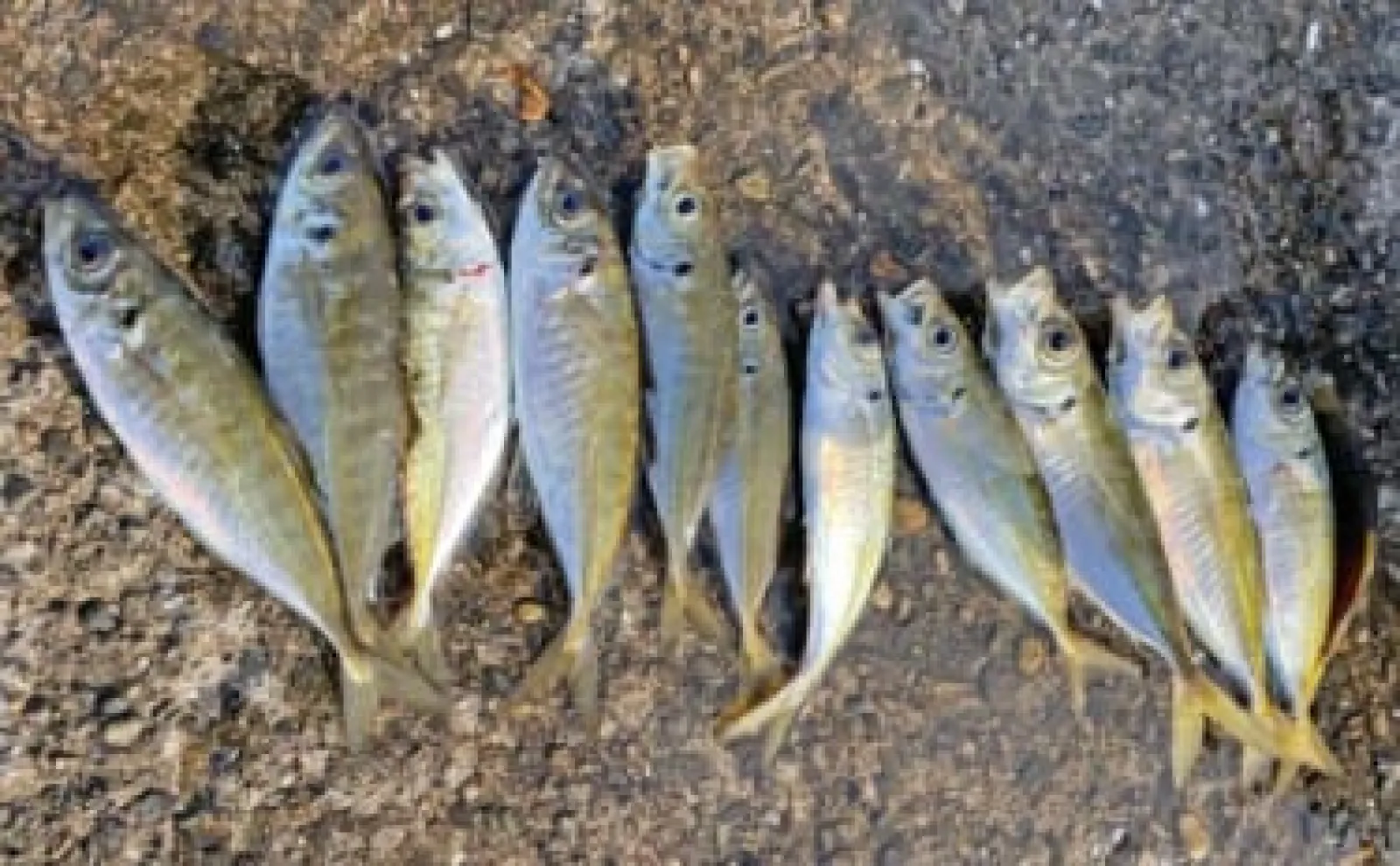 カゴ釣りで20cm級アジ7尾をキャッチ【千葉・興津港】後半の泳がせ釣りは不発