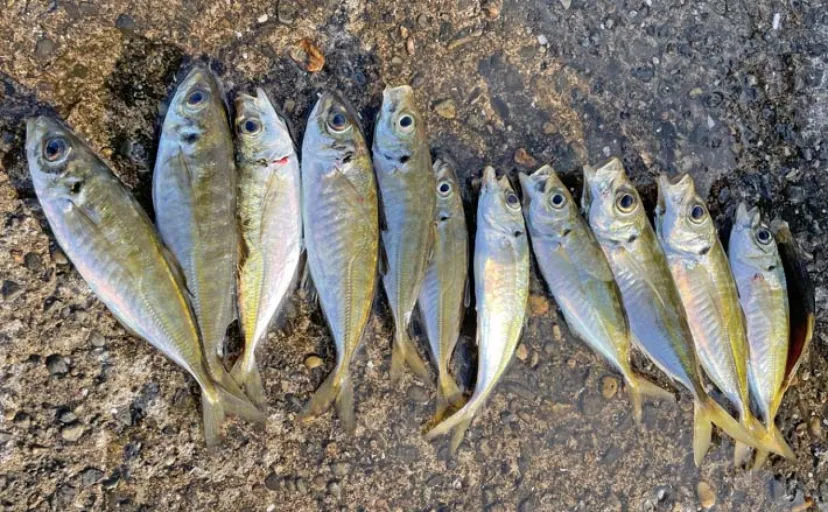 カゴ釣りで20cm級アジ7尾をキャッチ【千葉・興津港】後半の泳がせ釣りは不発