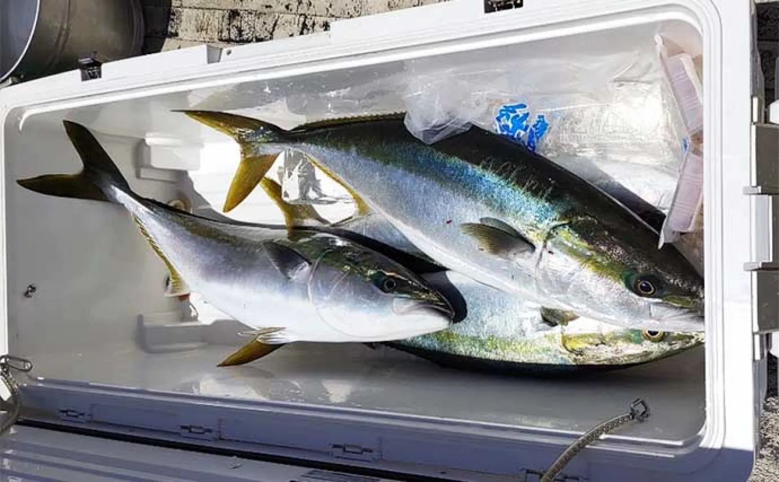 【釣果速報】イカメタル半夜便でマイカ&スルメイカが好ヒット中(福井)