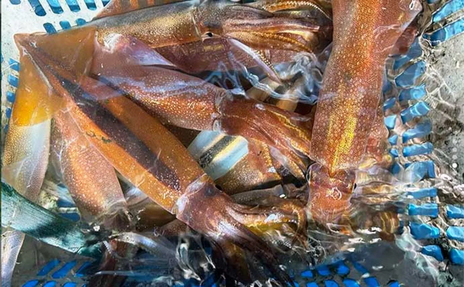 【釣果速報】イカメタル半夜便でマイカ&スルメイカが好ヒット中(福井)