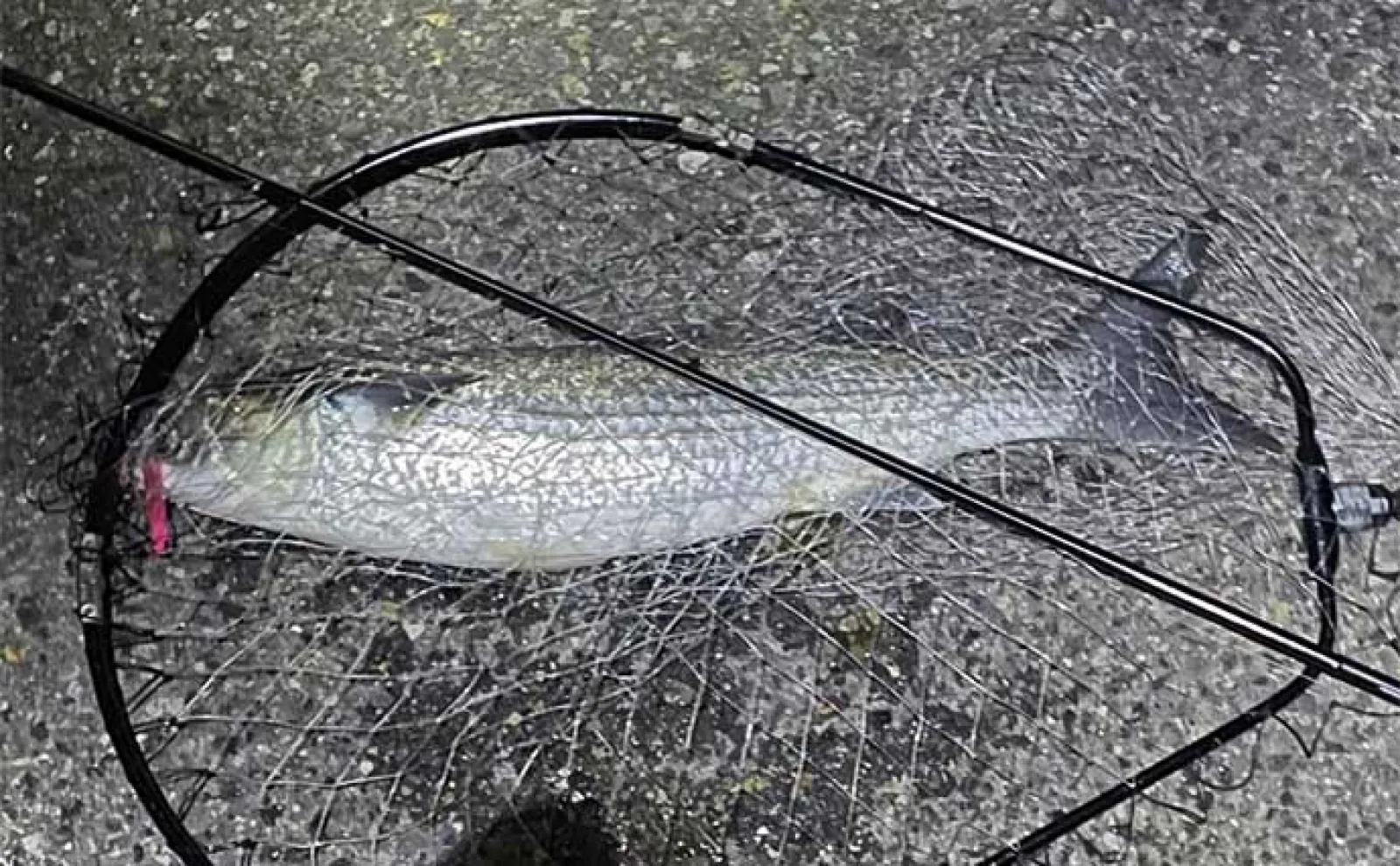 アジングとシーバスアングラーは共存可能? シーバス釣れてればアジは釣りづらい