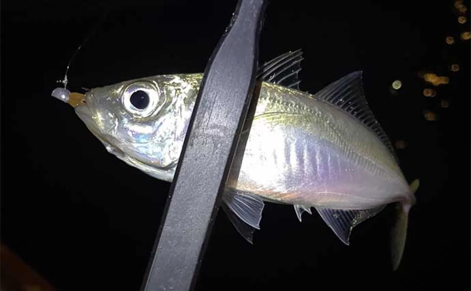 アジングとシーバスアングラーは共存可能? シーバス釣れてればアジは釣りづらい