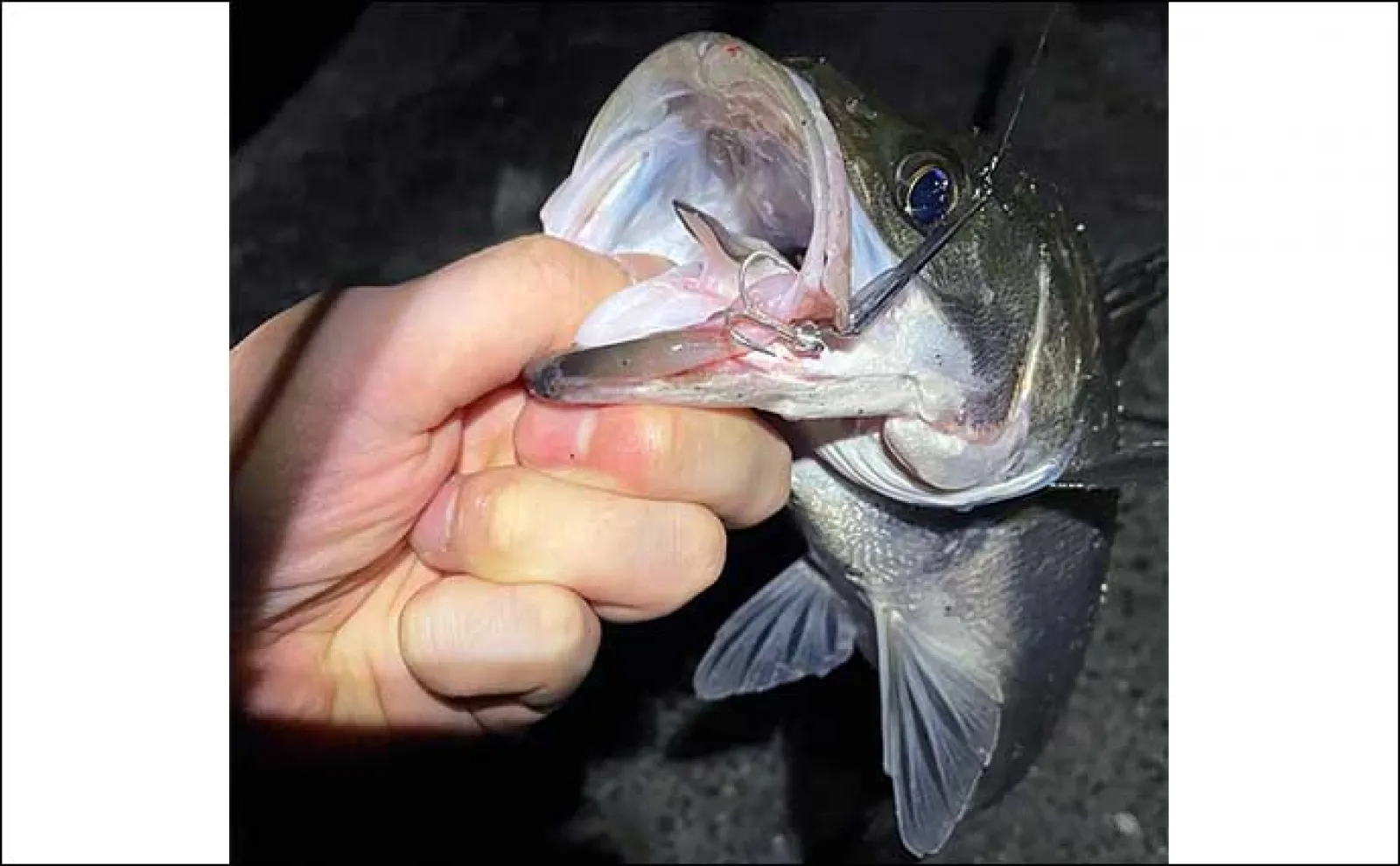 アジングとシーバスアングラーは共存可能? シーバス釣れてればアジは釣りづらい