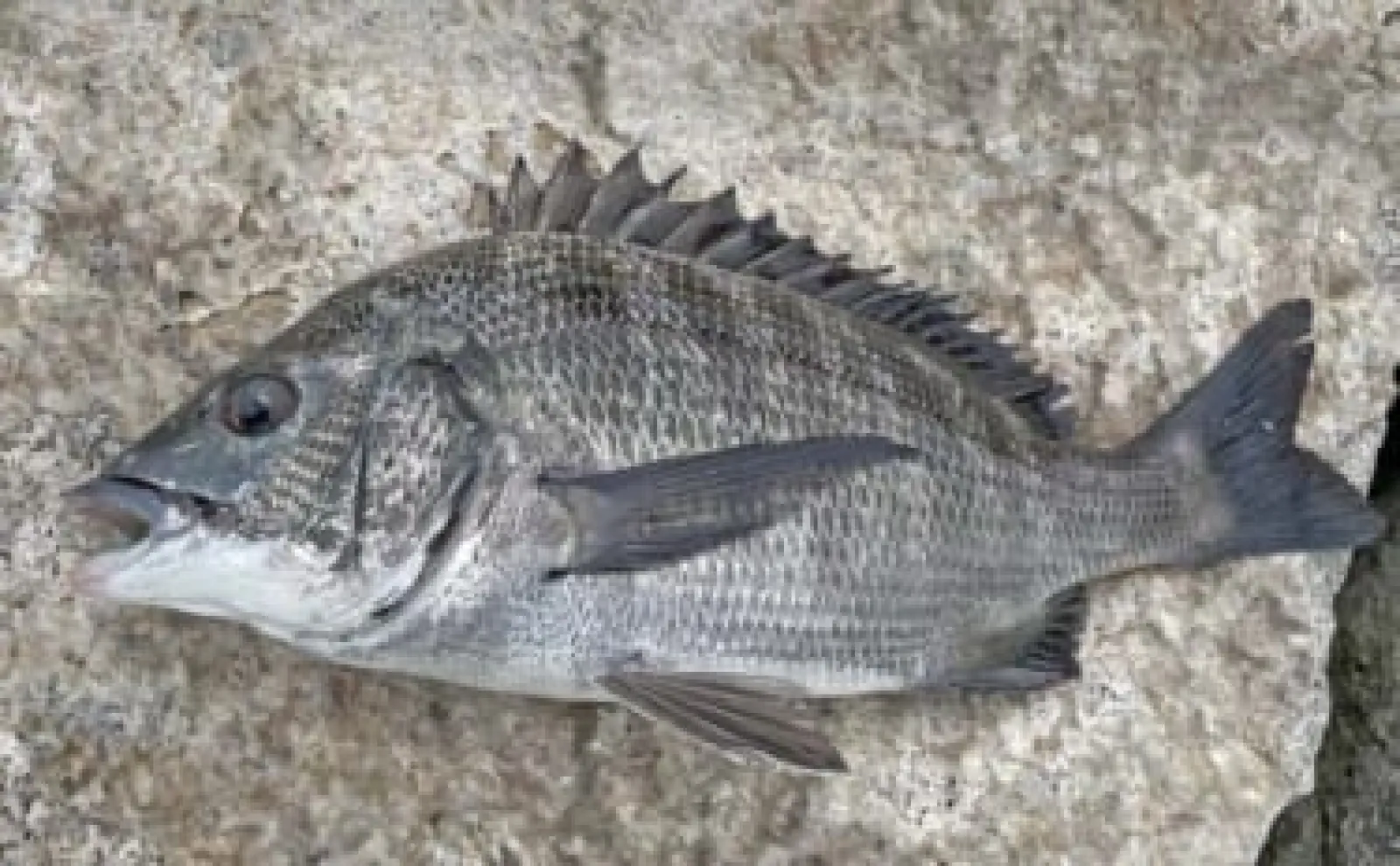 養老川での「前打ち」釣行で48cm級クロダイ連打【千葉】カニエサにヒット　