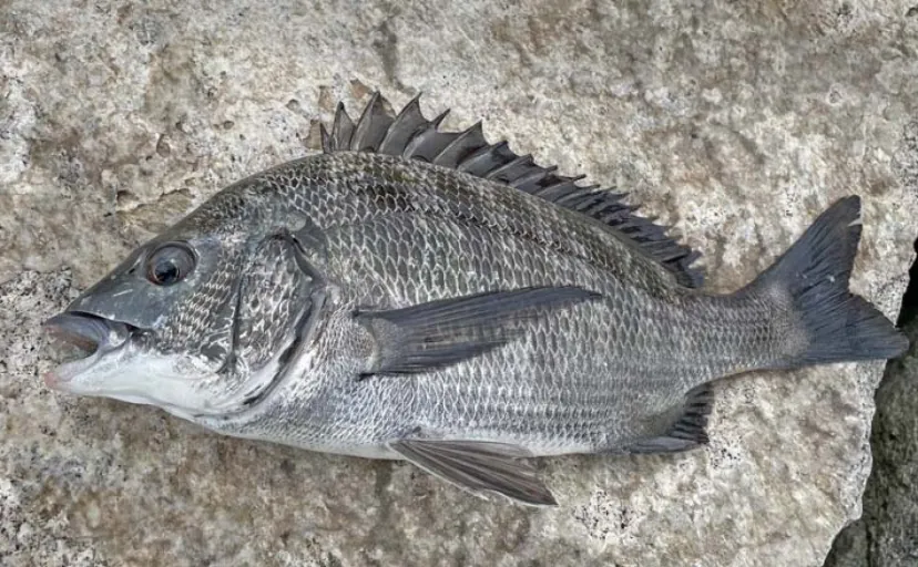 養老川での「前打ち」釣行で48cm級クロダイ連打【千葉】カニエサにヒット　