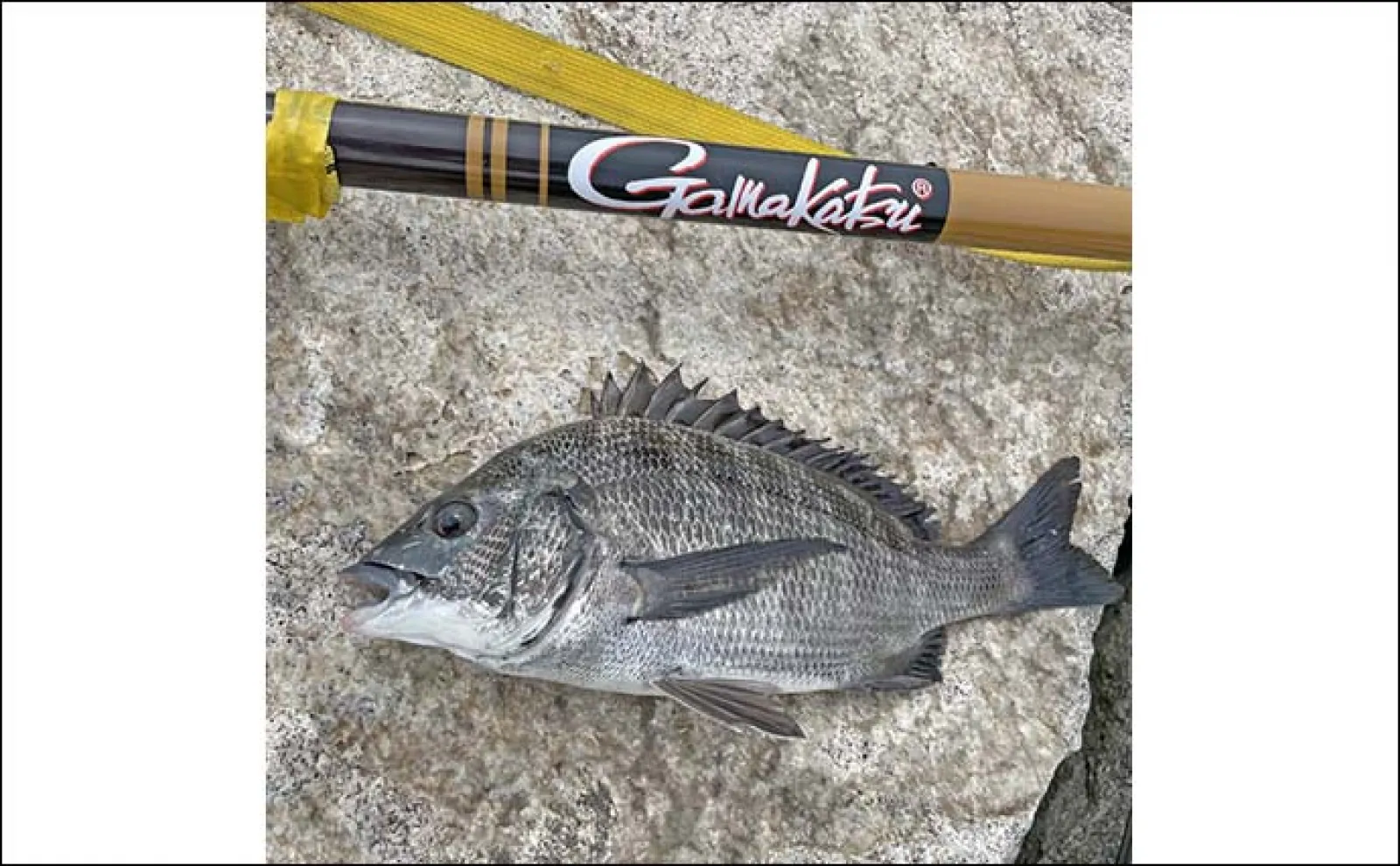 養老川での「前打ち」釣行で48cm級クロダイ連打【千葉】カニエサにヒット