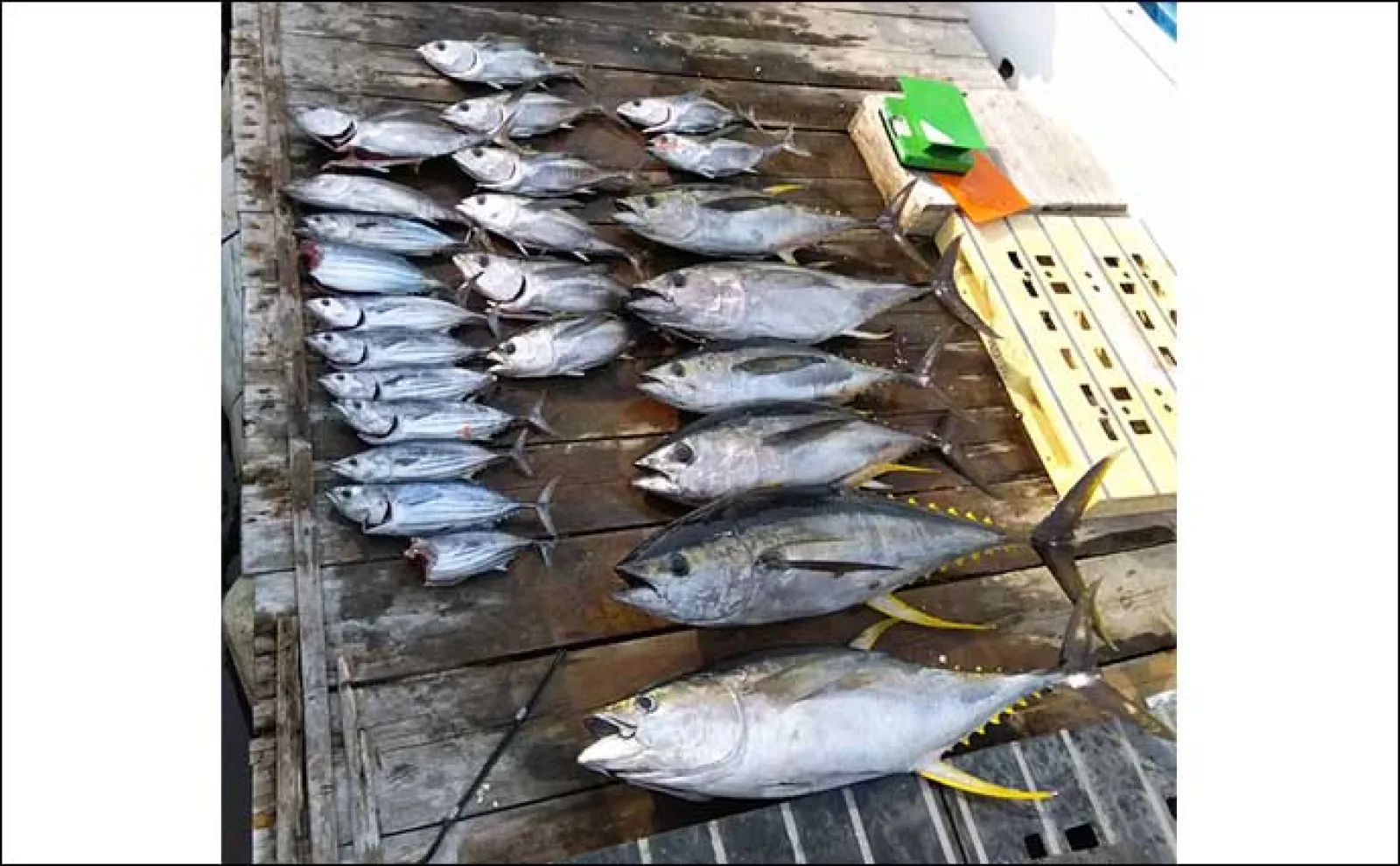 【釣果速報】エビング釣法で33kgキハダマグロ浮上!大判のカツオも混じる(三重)