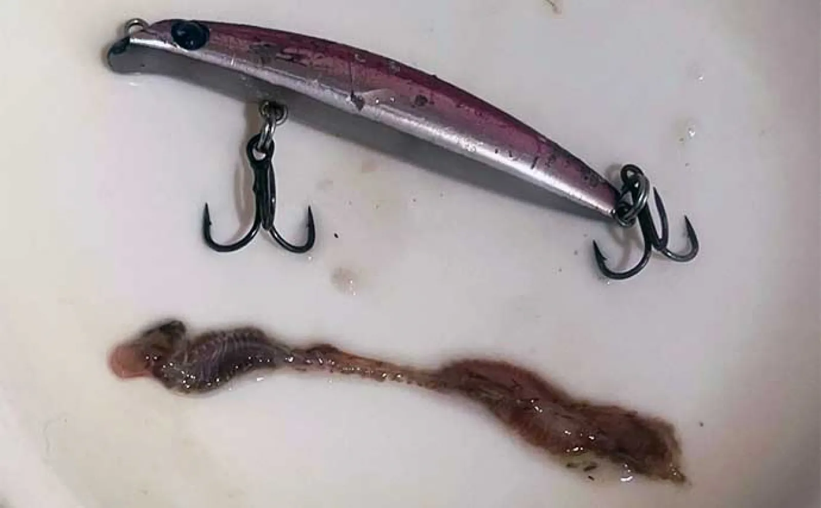 6月に釣れたメバルの胃袋をチェック 内容物と使用ルアーを比べて分かったこととは?