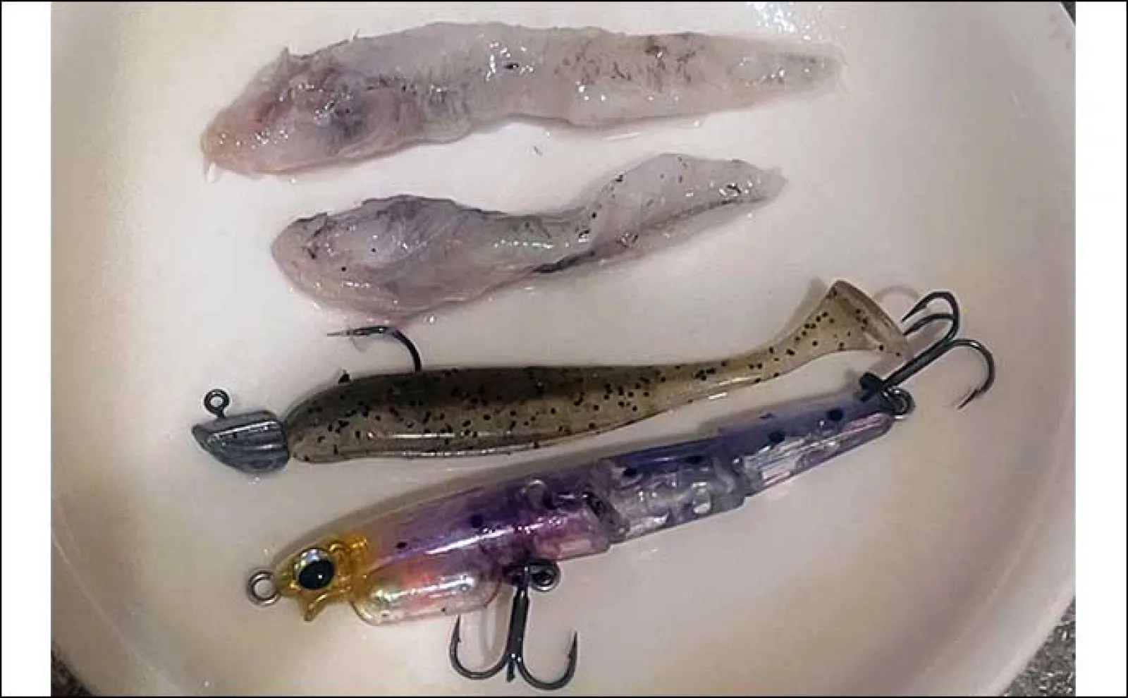 6月に釣れたメバルの胃袋をチェック 内容物と使用ルアーを比べて分かったこととは?
