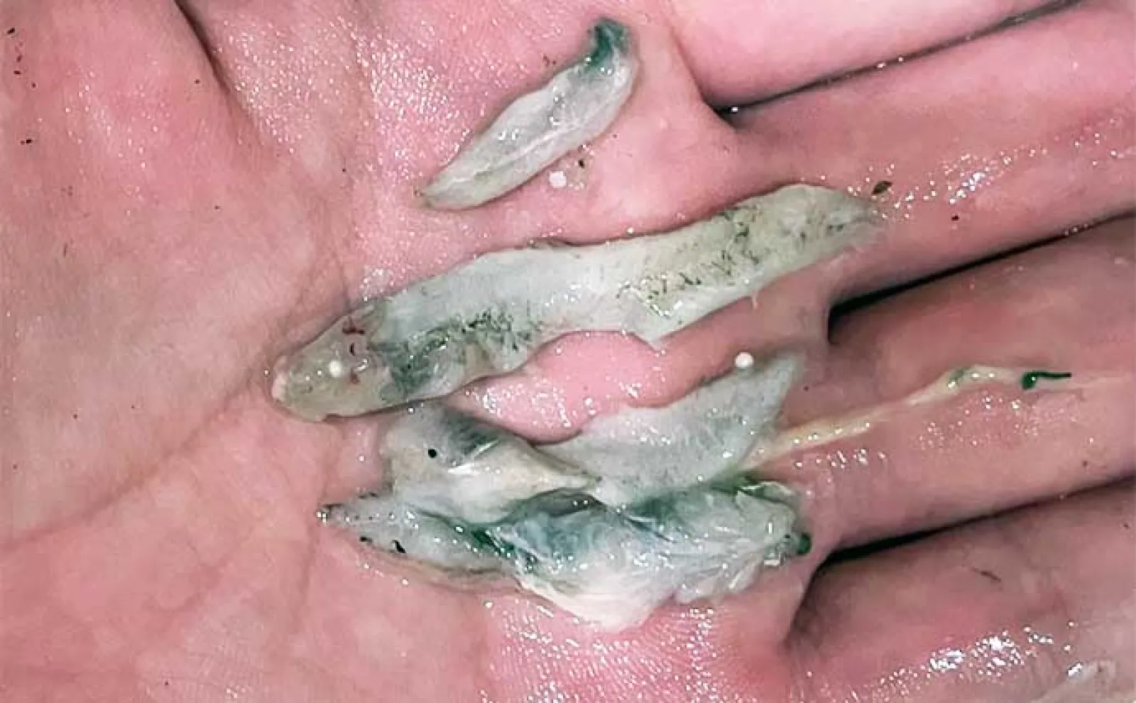 6月に釣れたメバルの胃袋をチェック 内容物と使用ルアーを比べて分かったこととは?