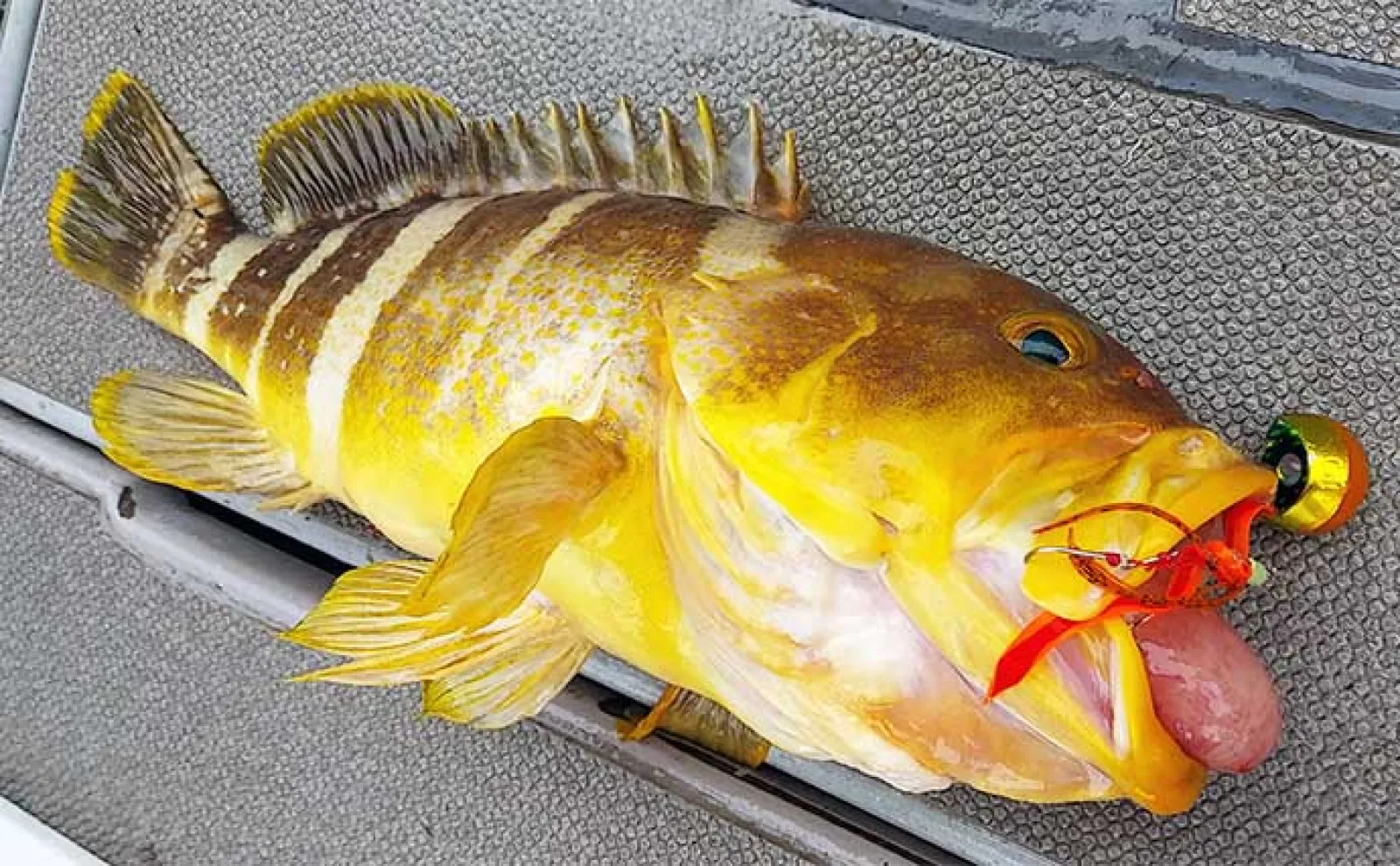大物狙いタイラバ釣行で92cmブリに80cm級マダイ【境港・ジョイフィッシャー】