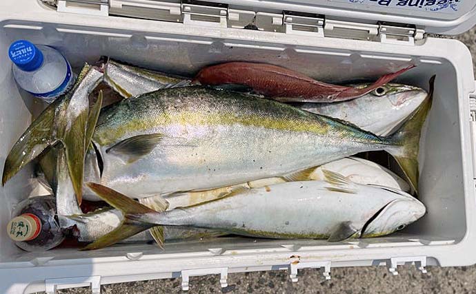 オフショアジギングでワラサ9安打と大爆釣【伊勢湾】タイラバ