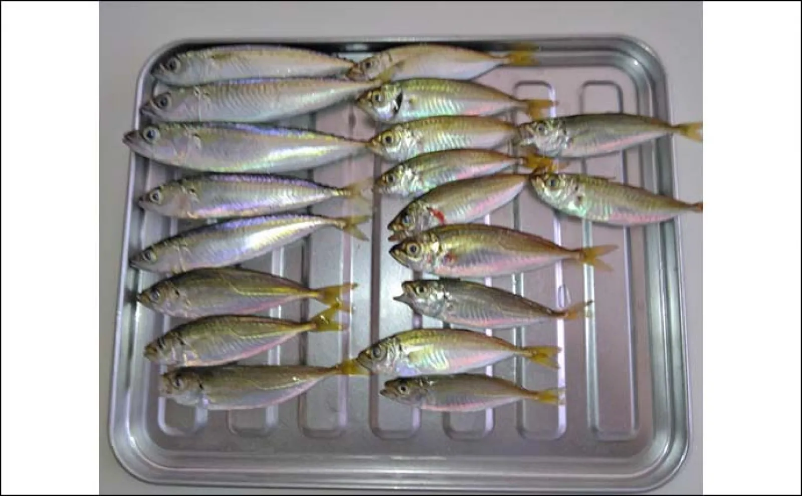 常滑港でのサビキ釣りで豆アジ&小サバをキャッチ【愛知】唐揚げに舌鼓