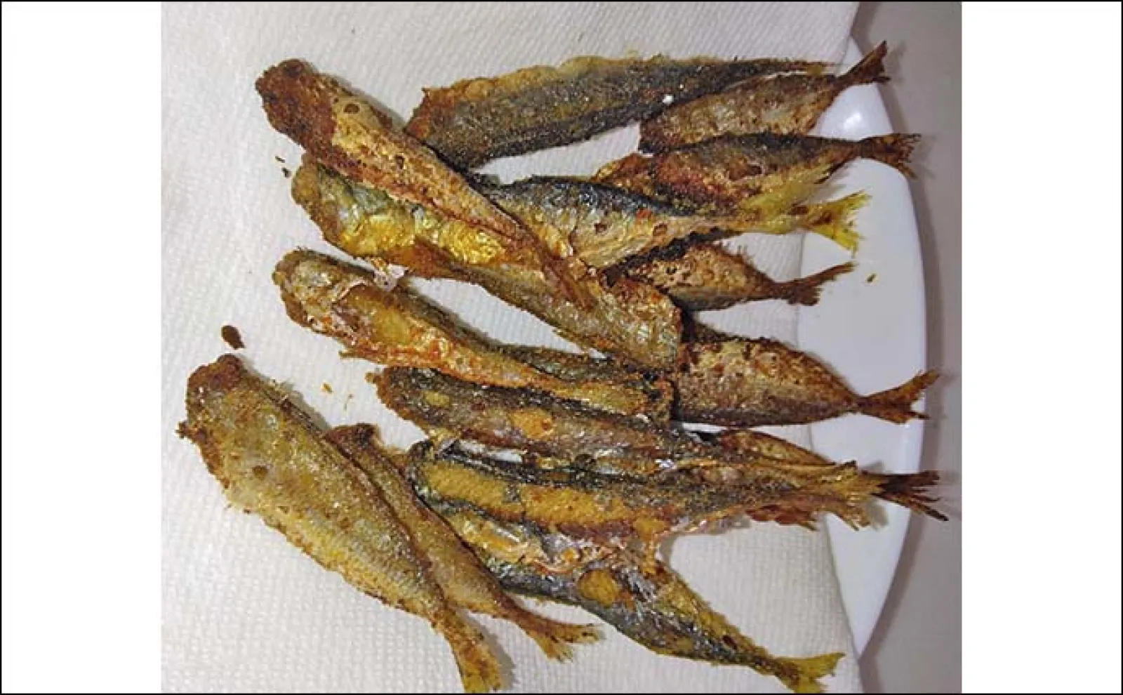 常滑港でのサビキ釣りで豆アジ&小サバをキャッチ【愛知】唐揚げに舌鼓