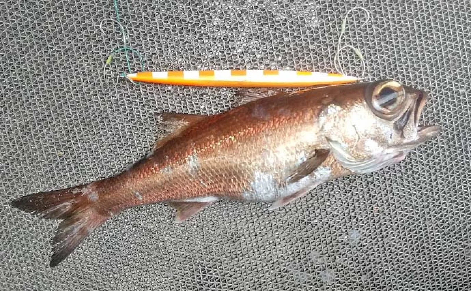 志摩沖の中深海ジギング釣行で41cm頭にクロムツ3匹【三重】静かな誘いに好反応
