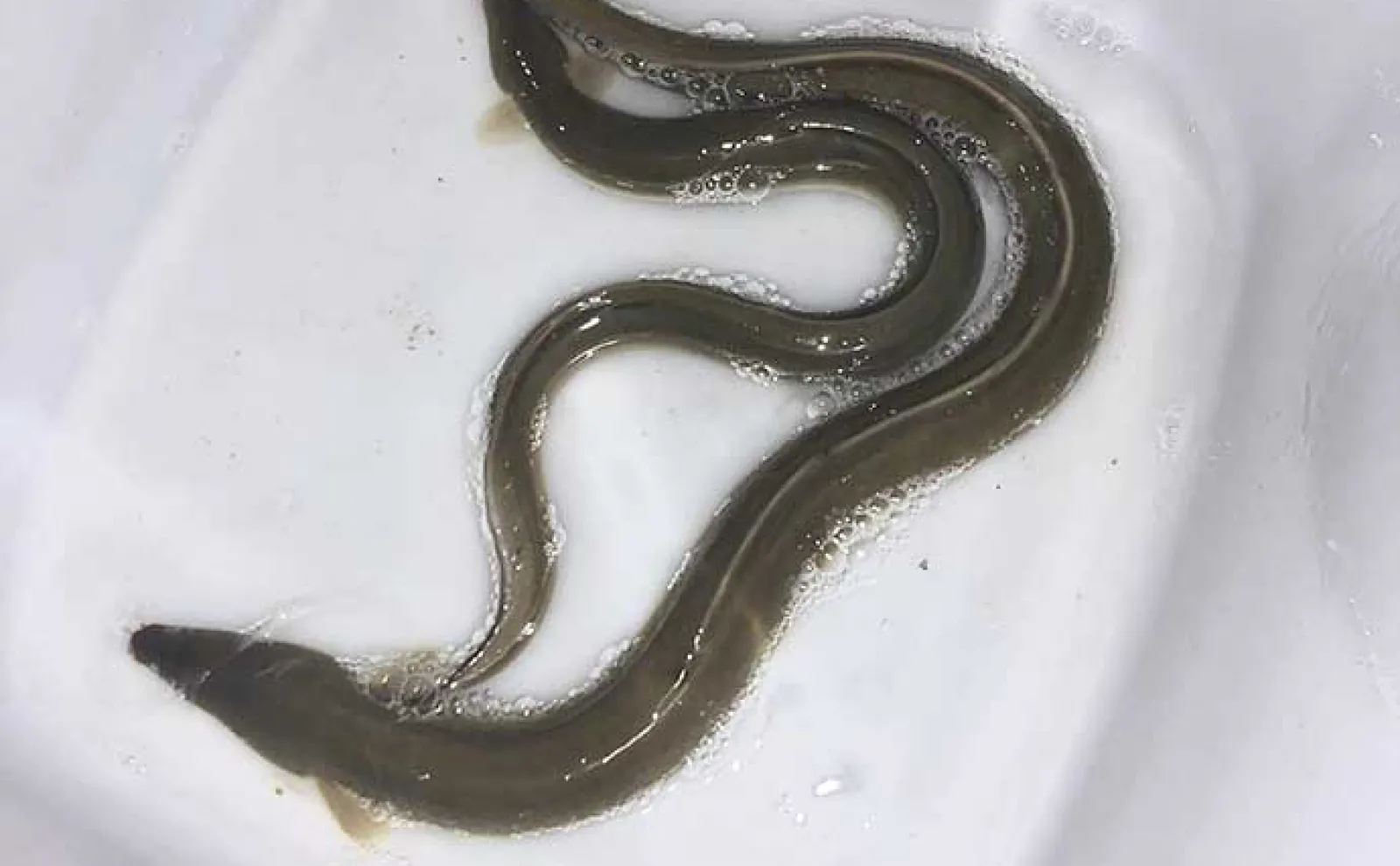 【ハゼをエサにした泳がせ釣り】のススメ 仕掛けや釣り方を解説
