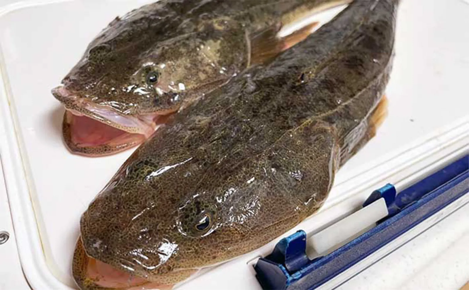 【ハゼをエサにした泳がせ釣り】のススメ 仕掛けや釣り方を解説