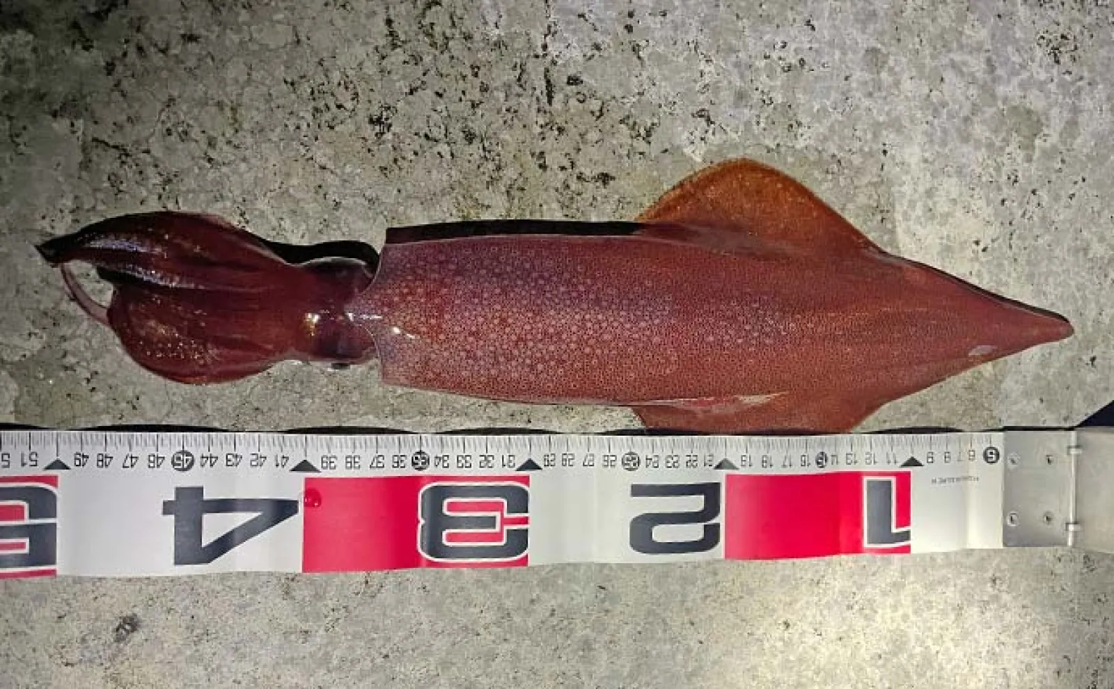 エギング釣行で1.9kgアオリイカをキャッチ【福井・越前】ケンサキイカも登場