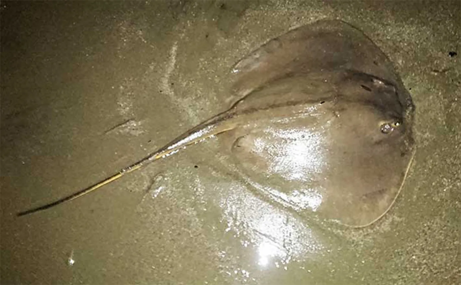 【ハゼをエサにした泳がせ釣り】のススメ 仕掛けや釣り方を解説