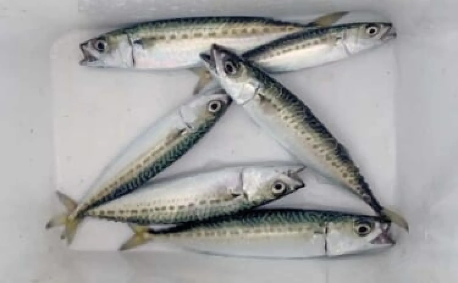 堤防サビキ釣りでサバ連発【愛知・豊浜海釣り桟橋】朝マヅメにチャンスあり