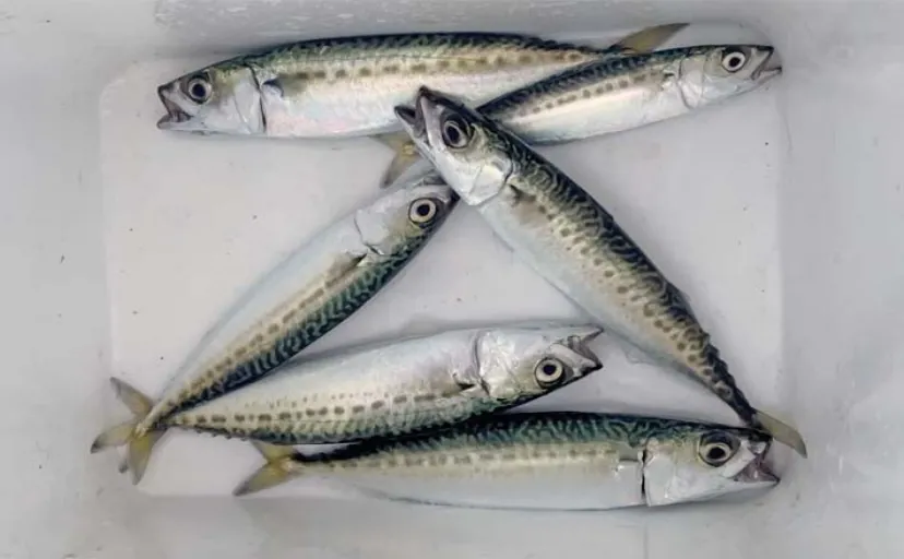 堤防サビキ釣りでサバ連発【愛知・豊浜海釣り桟橋】朝マヅメにチャンスあり