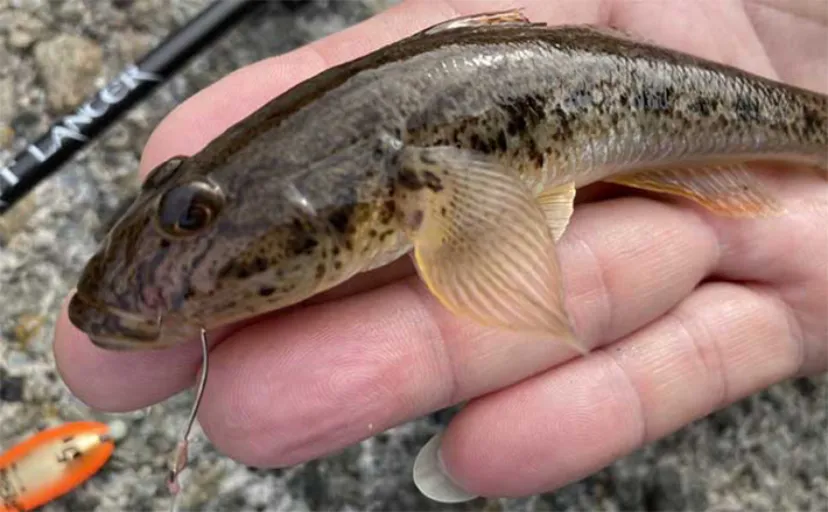 【ハゼをエサにした泳がせ釣り】のススメ　仕掛けや釣り方を解説