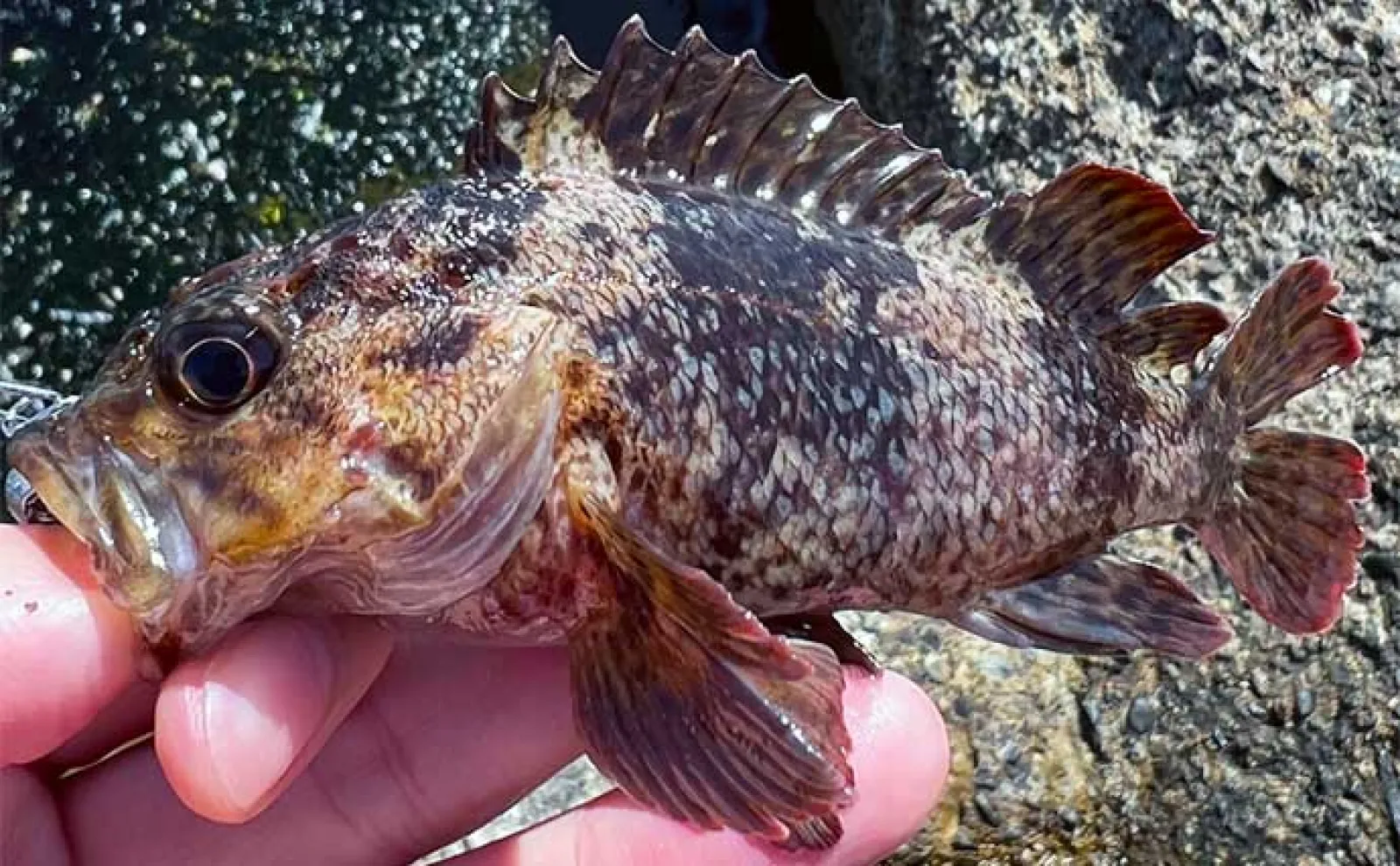 【ハゼをエサにした泳がせ釣り】のススメ 仕掛けや釣り方を解説