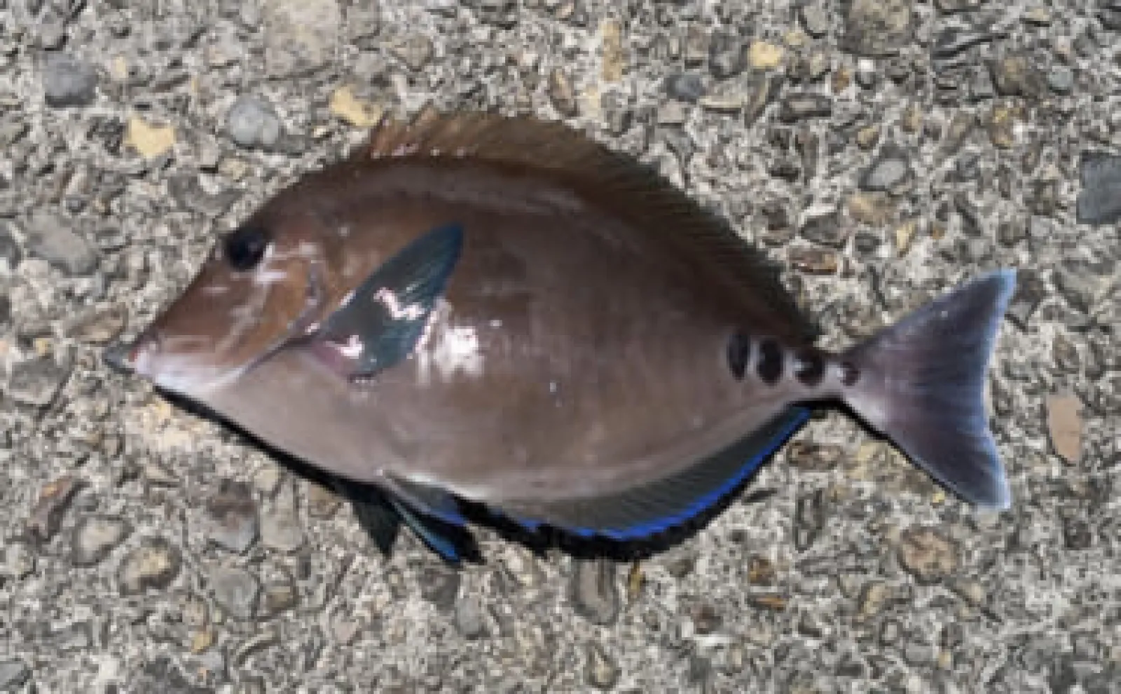 「ニザダイ、アイゴ、イスズミ」嫌われがちな磯臭いゲスト魚は素揚げで美味しい