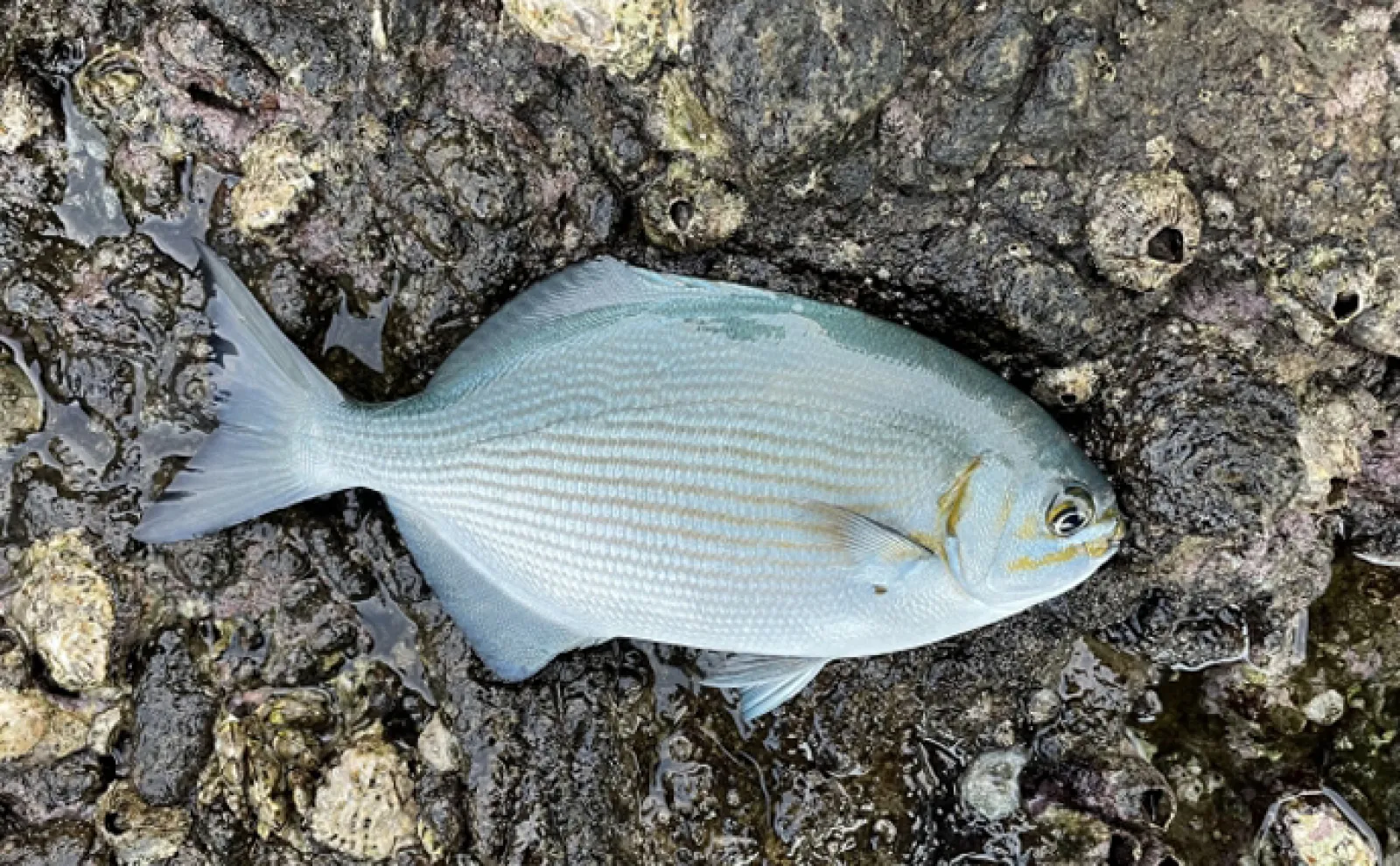「ニザダイ、アイゴ、イスズミ」嫌われがちな磯臭いゲスト魚は素揚げで美味しい