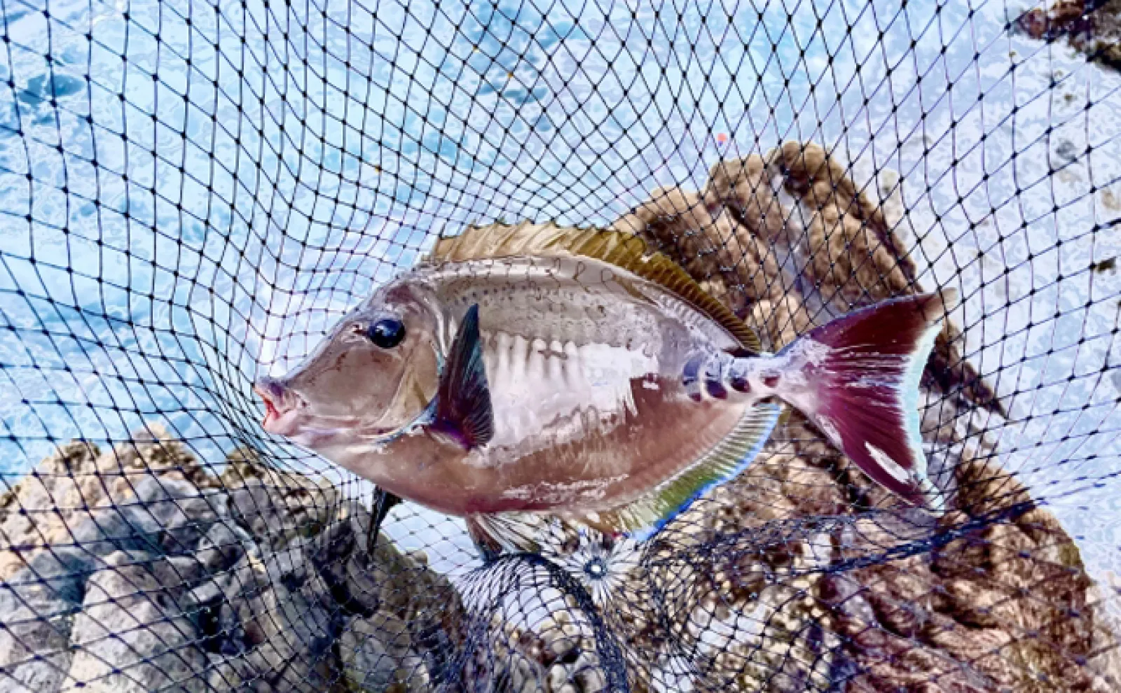 「ニザダイ、アイゴ、イスズミ」嫌われがちな磯臭いゲスト魚は素揚げで美味しい