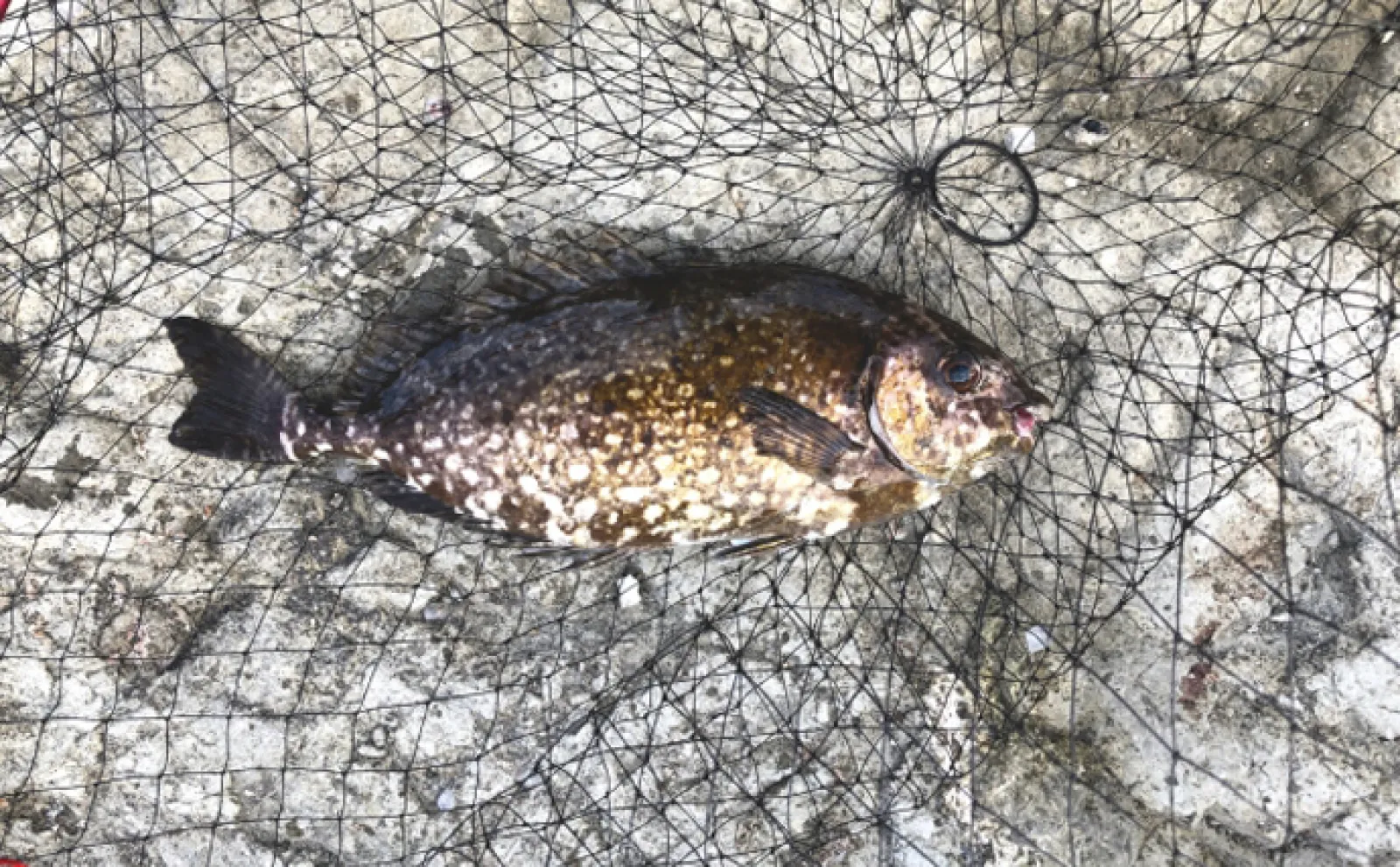 「ニザダイ、アイゴ、イスズミ」嫌われがちな磯臭いゲスト魚は素揚げで美味しい