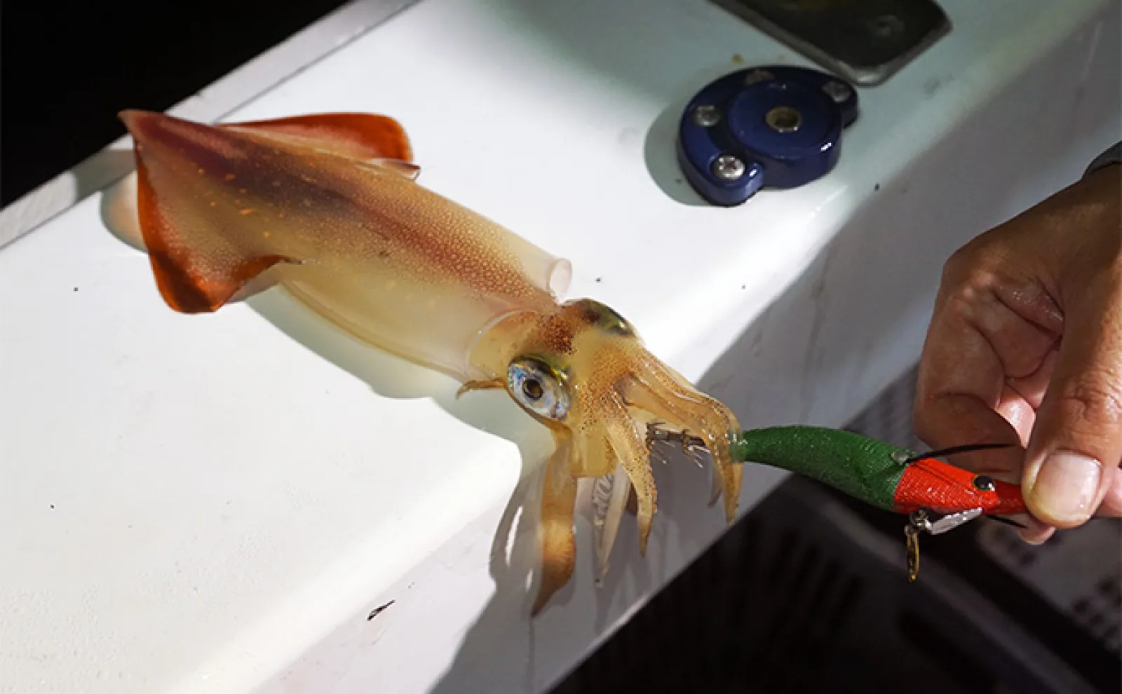低活性ヤリイカ釣りで大型ゲット　食い渋り攻略の秘訣は【ブレード搭載ドロッパー】