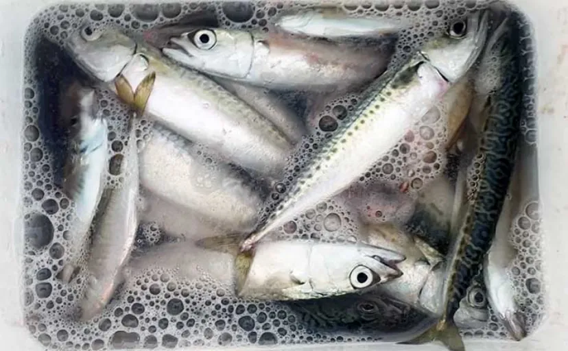 知多半島の釣り場4箇所をサビキ釣りで調査【愛知】濁りの有無で釣果に差