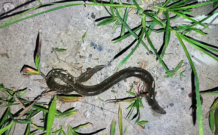 バイブレーションルアーでまさかのウナギがヒット【養老川】投げて巻くだけで釣れる