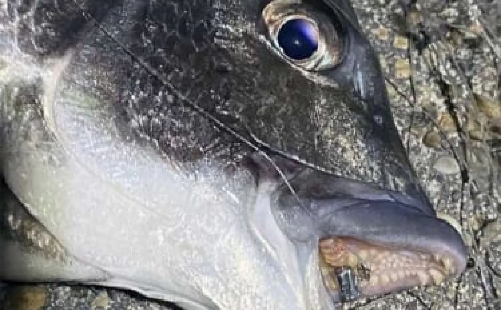 メバリングタックルでチヌ（クロダイ）を釣る方法 【タックル・ルアーを紹介】
