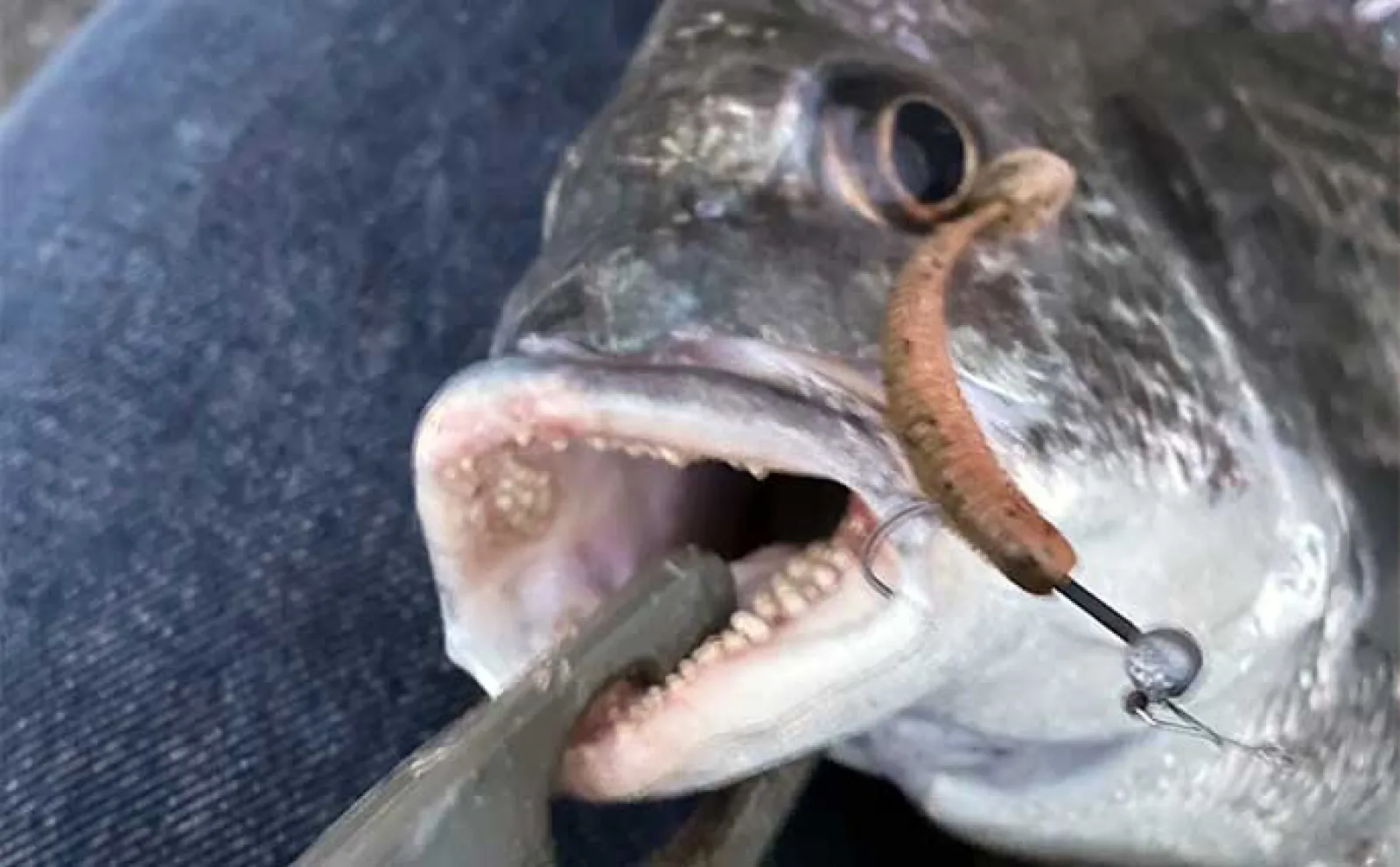 メバリングタックルでチヌ(クロダイ)を釣る方法 【タックル・ルアーを紹介】