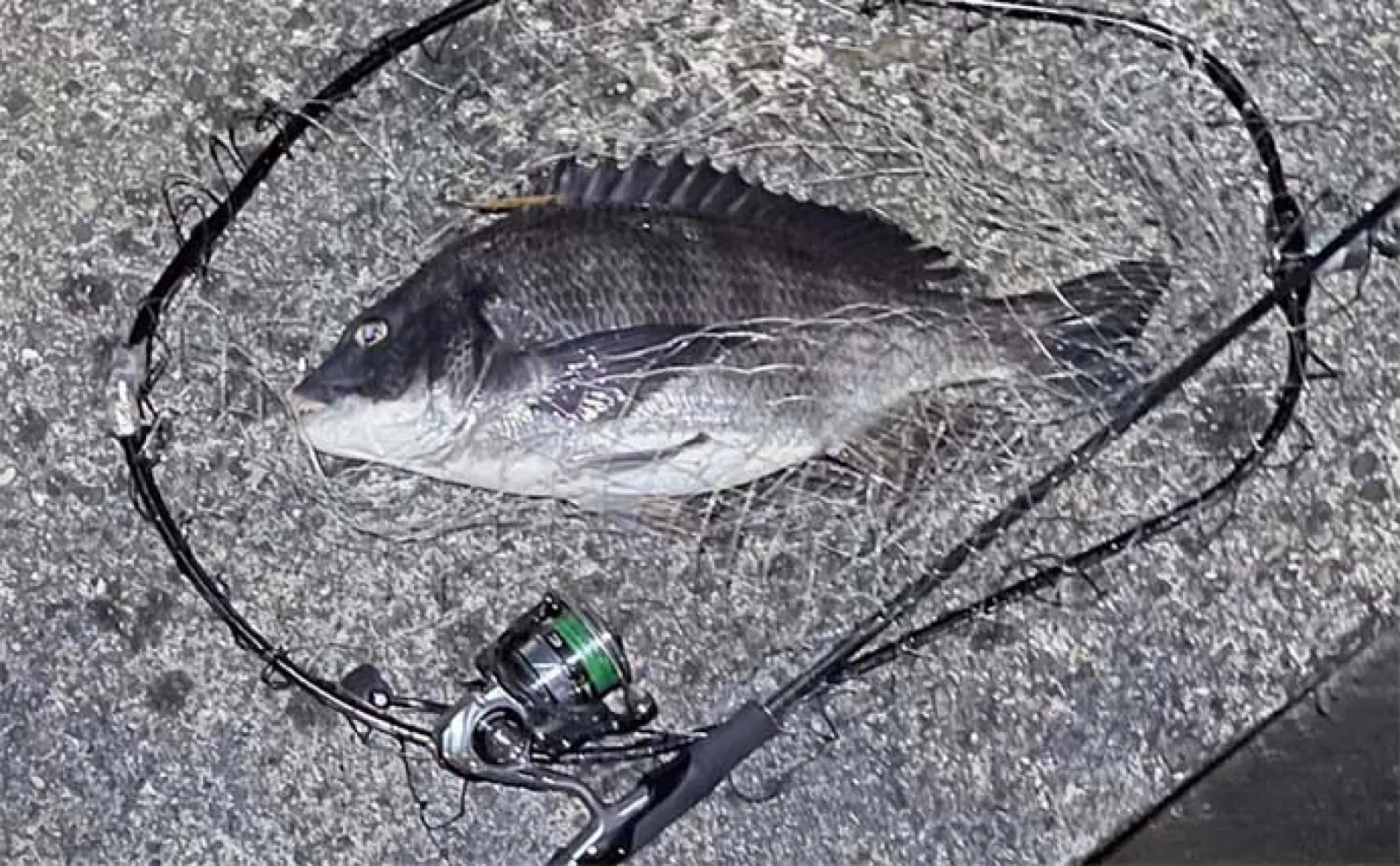 メバリングタックルでチヌ(クロダイ)を釣る方法 【タックル・ルアーを紹介】