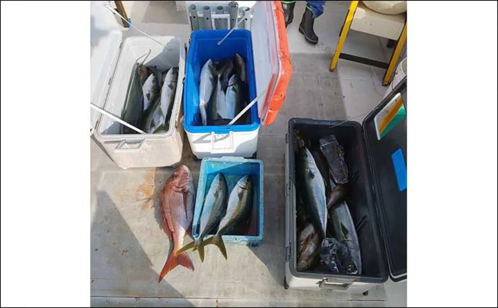 【釣果速報】イカメタル半夜便で釣る人3桁目前!後半に数伸びる傾向(福井)